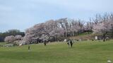 根岸森林公園