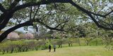 根岸森林公園