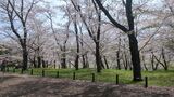 根岸森林公園
