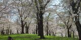 根岸森林公園