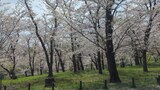 根岸森林公園