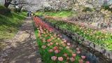 江川せせらぎ緑道