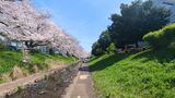 江川せせらぎ緑道