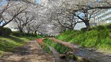 江川せせらぎ緑道
