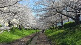 江川せせらぎ緑道