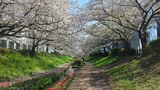 江川せせらぎ緑道