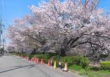 江川せせらぎ緑道