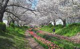 江川せせらぎ緑道