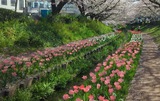 江川せせらぎ緑道