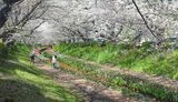 江川せせらぎ緑道