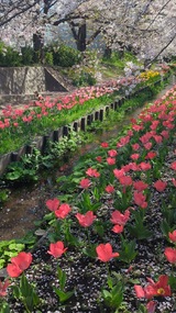 江川せせらぎ緑道