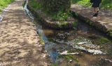 江川せせらぎ緑道