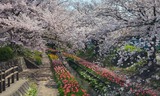 江川せせらぎ緑道