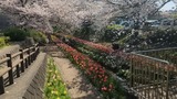 江川せせらぎ緑道