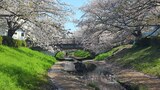 江川せせらぎ緑道