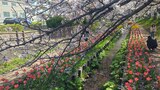 江川せせらぎ緑道