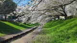 江川せせらぎ緑道