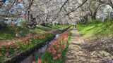 江川せせらぎ緑道