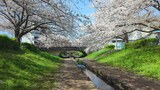江川せせらぎ緑道