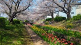 江川せせらぎ緑道