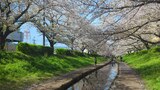 江川せせらぎ緑道