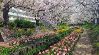 PHOTO 江川せせらぎ緑道#1
