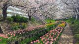江川せせらぎ緑道