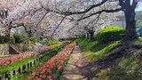 江川せせらぎ緑道
