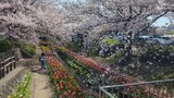 江川せせらぎ緑道