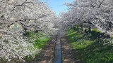 江川せせらぎ緑道