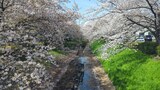 江川せせらぎ緑道