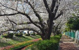 江川せせらぎ緑道