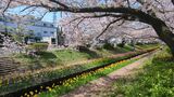 江川せせらぎ緑道
