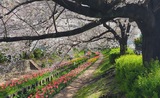 江川せせらぎ緑道