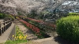 江川せせらぎ緑道