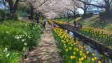 江川せせらぎ緑道
