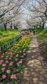 江川せせらぎ緑道
