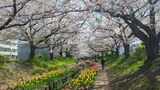 江川せせらぎ緑道
