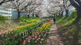 江川せせらぎ緑道