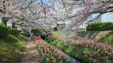江川せせらぎ緑道