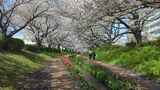 江川せせらぎ緑道