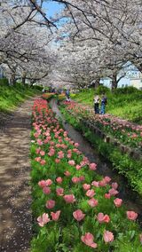江川せせらぎ緑道