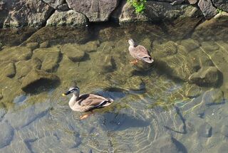 PHOTO 入江川せせらぎ緑道#2