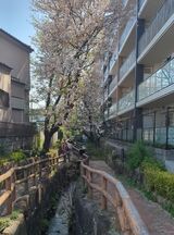 入江川せせらぎ緑道