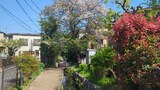 入江川せせらぎ緑道