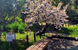 馬場花木園
