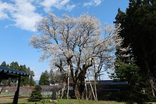 PHOTO 草岡の大明神桜#1