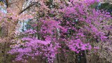 大塚丘