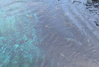 PHOTO 中池・忍野八海#4