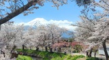 忍野八海